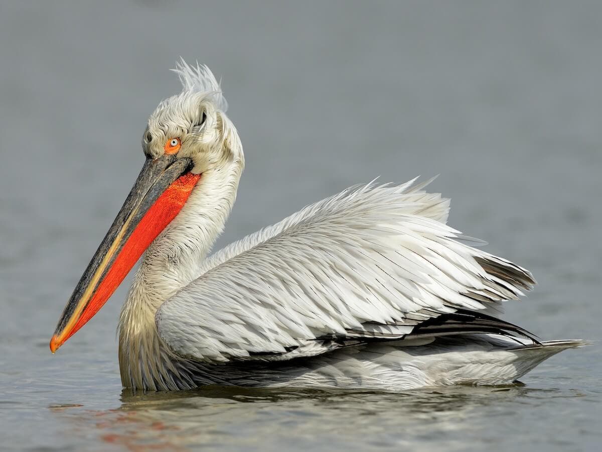 Dalmatian pelican swimming in Lake Skadar with distinctive curly nape feathers and large bill
