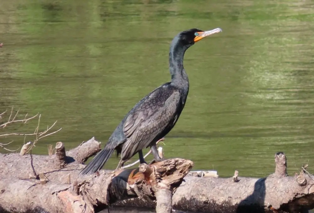 Cormorant perched on driftwood at Lake Skadar with wings spread to dry after diving for fish
