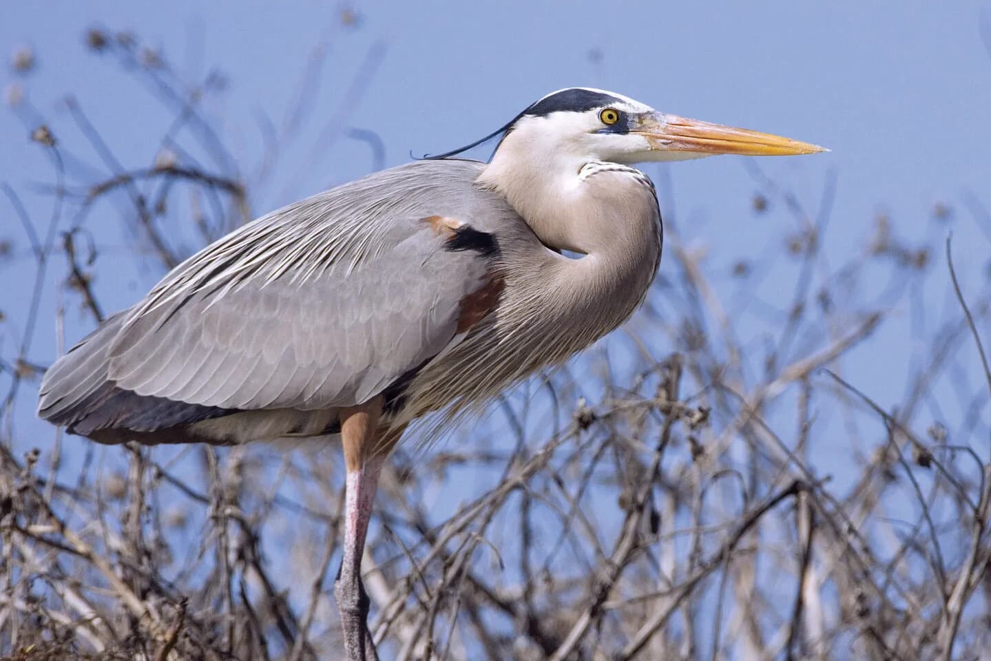 A heron standing still at the water's edge among lakeside vegetation at Lake Skadar