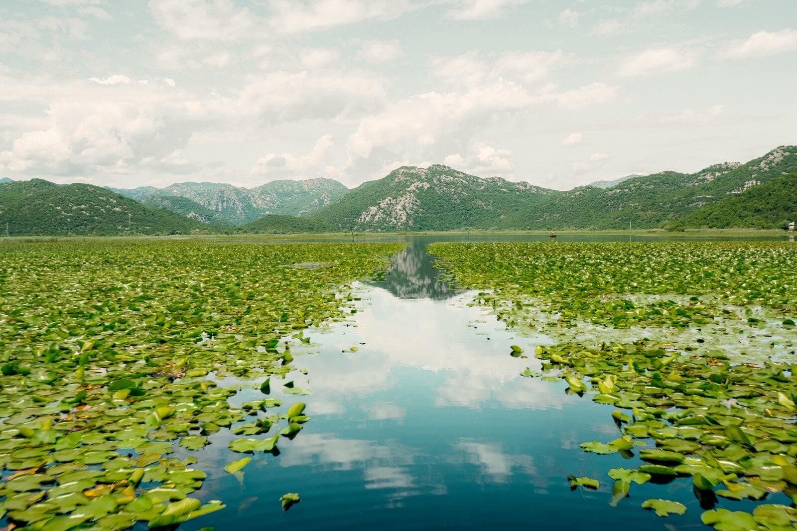 Water lilies on the channels of Lake Skadar, Montenegro