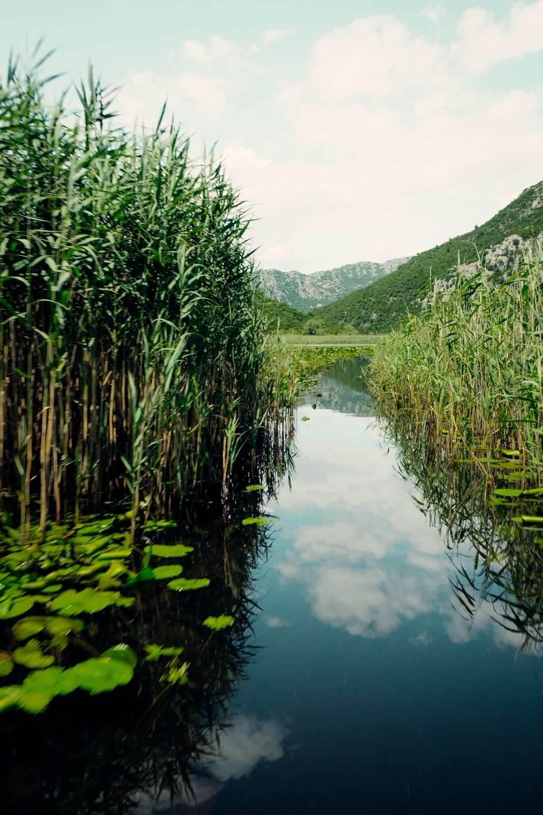 Reed channel on Lake Skadar