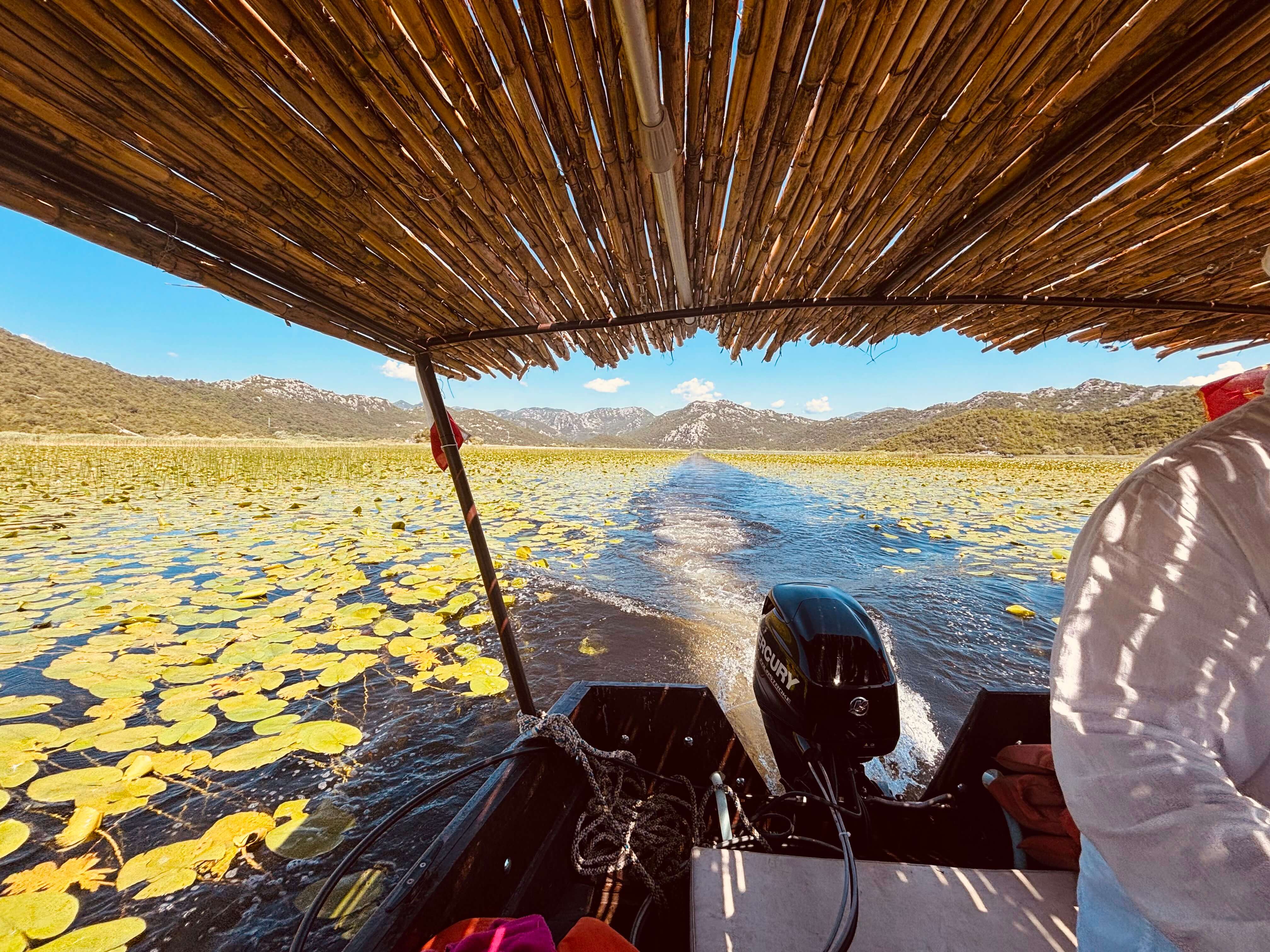 View from a private Blue Horizon boat under its reed canopy crossing the water lilies of Lake Skadar