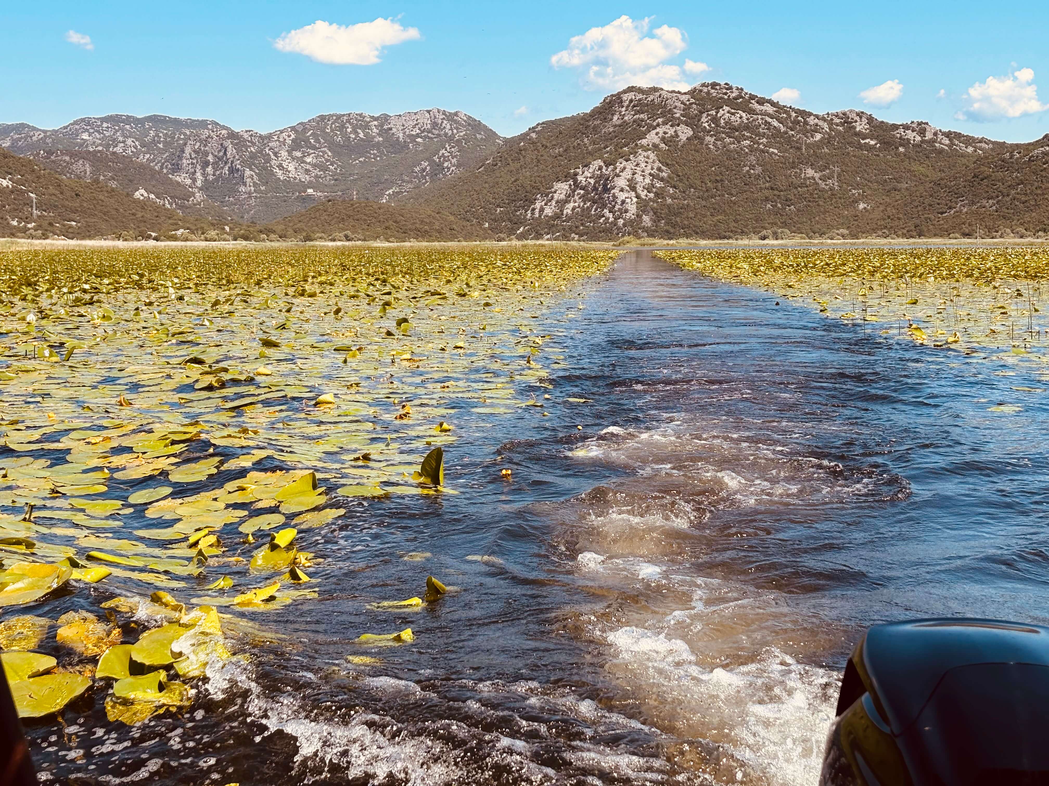 Open channel through the water-lily fields of Lake Skadar, with the karst mountains beyond, Montenegro