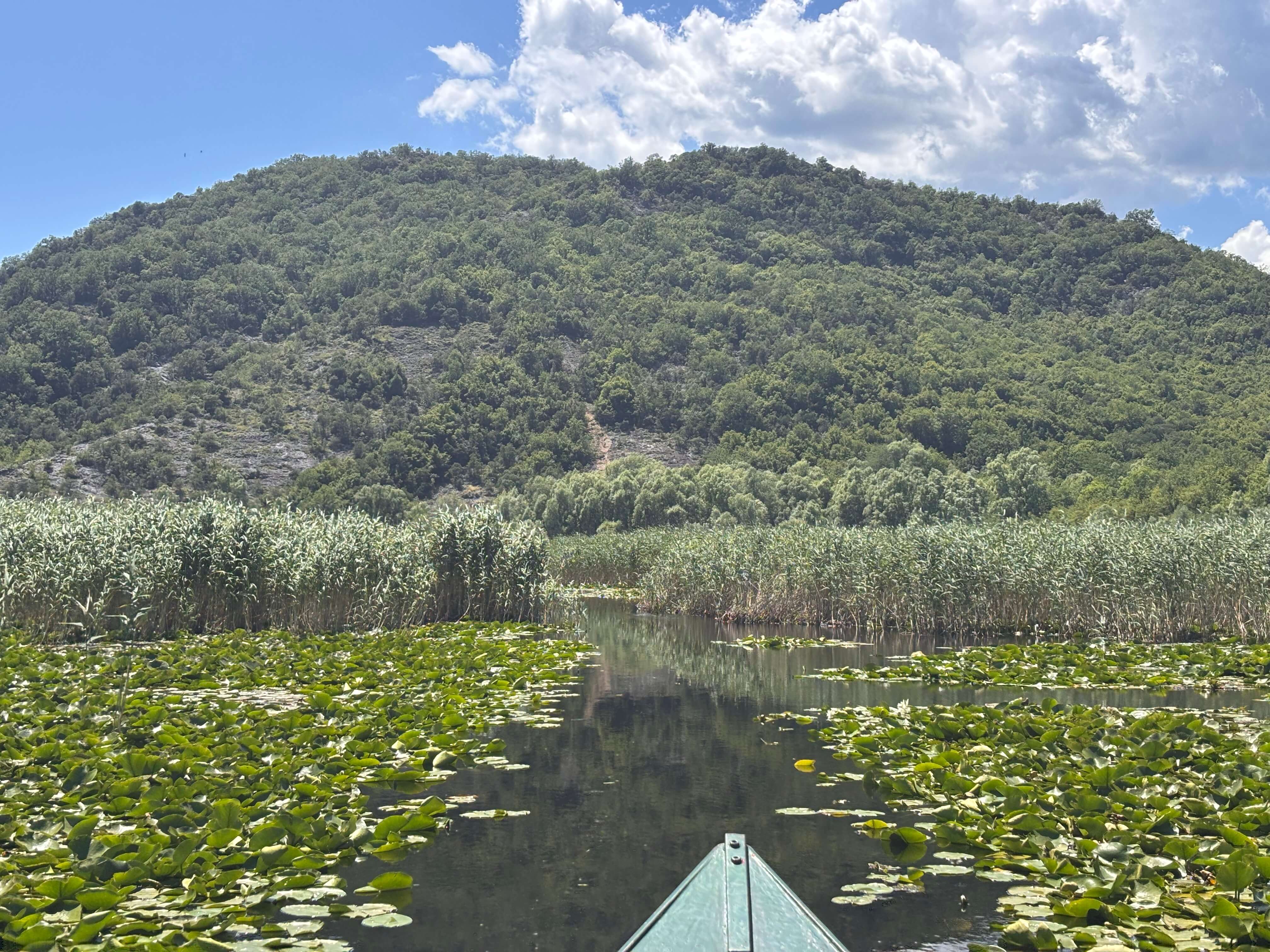 Boat bow gliding through water lilies below a forested mountain on Lake Skadar, Montenegro