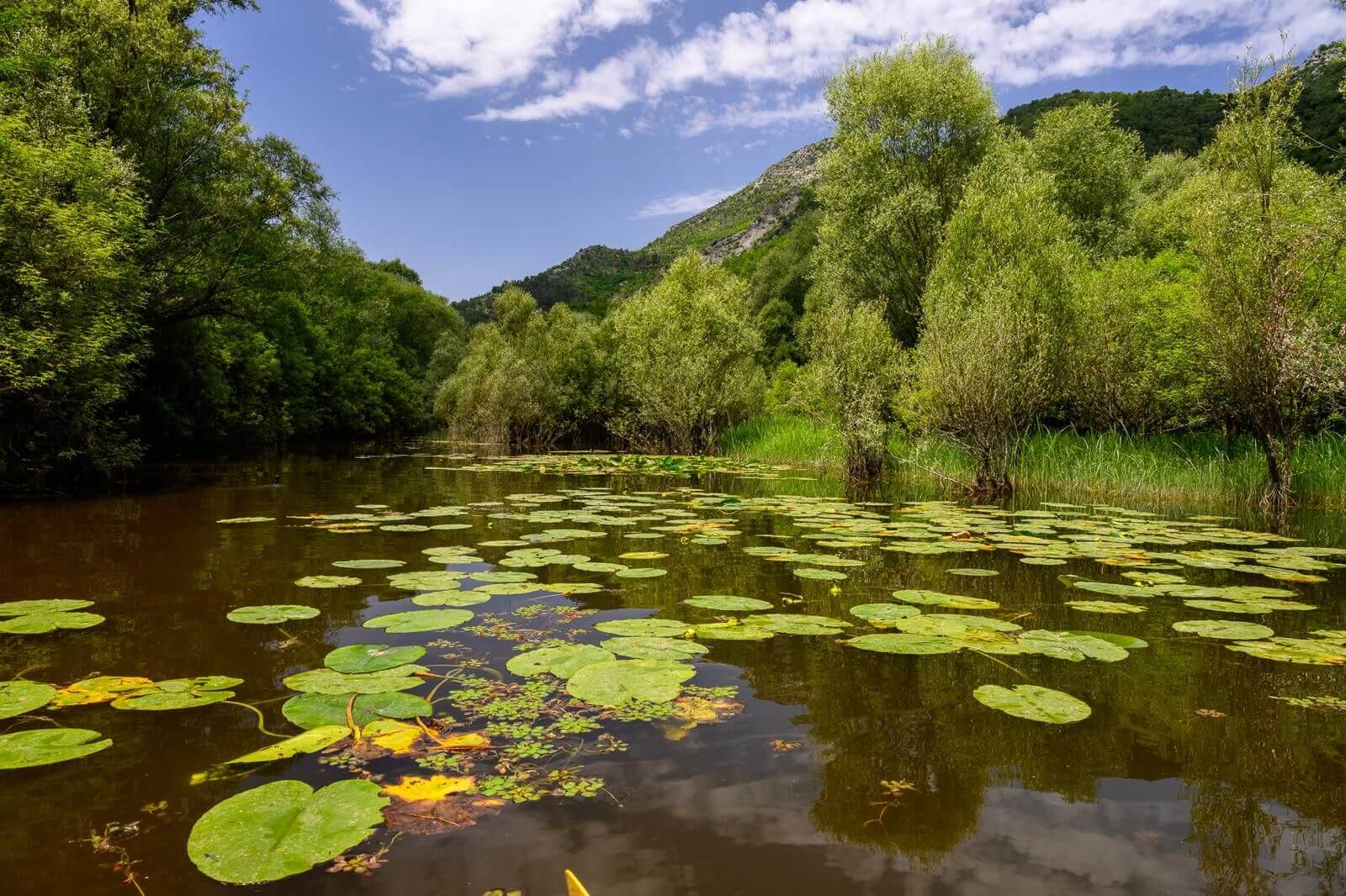 Water lilies on Lake Skadar